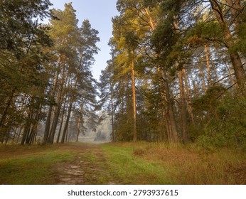 Forest with a path through it. The path is covered in grass and there are trees on either side. The sky is clear and the sun is shining through the trees
