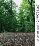 A forest with a path through it. The path is surrounded by trees and the ground is covered in leaves