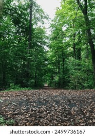 A forest with a path through it. The path is surrounded by trees and the ground is covered in leaves