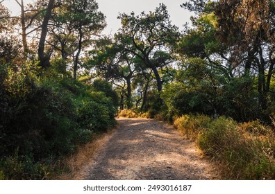 Forest path through lush trees. A dirt path winds through a dense forest, lined with lush greenery and tall trees. Sunlight peeks through the canopy. - Powered by Shutterstock