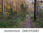 Forest Path Through Pine Trees in Spring Morning Light, Serene Nature Landscape with Hiking Trail and Sunlit Woodland Scenery, Eye-Level Perspective
