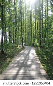 The forest path track deck Park trees