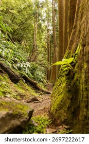 A forest path with a tree in the middle. The tree is covered in moss and has a small plant growing out of it. The path is surrounded by trees