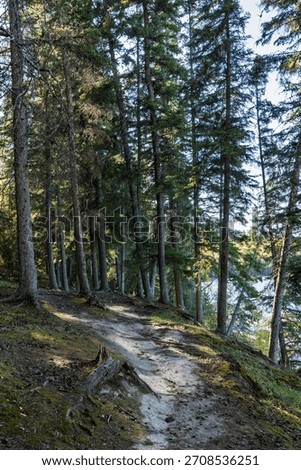 Forest path with trees in the background. The path is covered in dirt and there is a small stream nearby