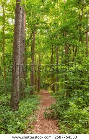Forest, path and trees in nature, spring and environment for growth, shrub and bush in countryside. Woods, plants and outdoor with sustainability, leaves and green landscape for hiking in Denmark