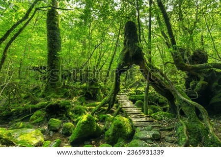 Forest path under a cedar tree on Kagoshima Island, Japan