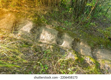 Forest Path Uphill, Steps Carved Into The Ground In The Forest, Stairways In The Forest POV, Handmade Ladder In The Woods, Camera From Top To Bottom