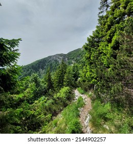 Forest path with a view of the mountain