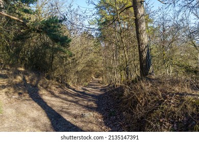 Forest Path For Walking In A Pine Mixed Forest In Sunny Weather