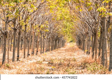 forest path walkway