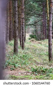 forest path way