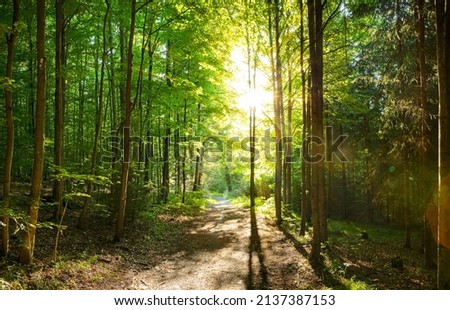 FOREST PATH WAY WITH GREEN TREES IN SUN LIGHT AT BEAUTIFUL SPRING TIME, NATURAL BEAUTY BACKGROUND