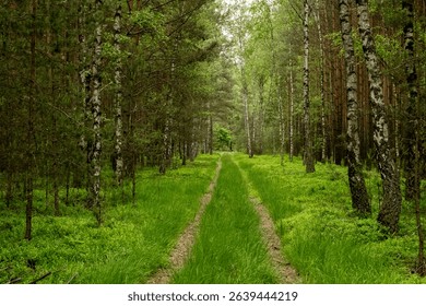 Forest path winding between birch and pine trees with lush green grass growing along woodland trail, peaceful nature walk through mixed forest landscape.