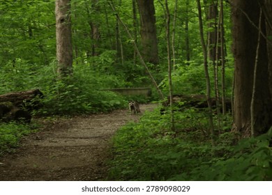 Forest path winding through tall green trees and dense vegetation, with a small animal standing on the trail in a calm, shaded woodland setting.