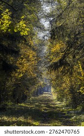 Forest path winding through trees creating a tunnel of vibrant green and gold autumn foliage, capturing dappled sunlight filtering down onto the ground below