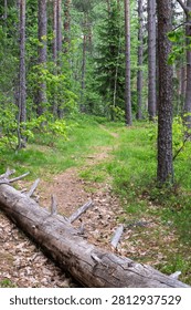 Forest path winds through tall pine trees. Green grass grows between tree trunks. Fallen log lies across the trail. Leaves scatter the ground around. Trees stand tall and thick