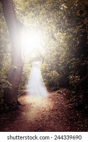 Forest path in the woods