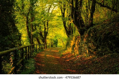 Forest Pathway