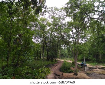 Forest Pathway