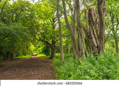 Forest pathway