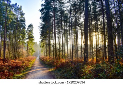 Forest Pathway In Autumn Morning