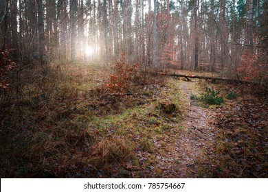 Forest pathway at sunset