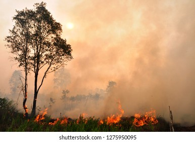 Forest And Peatland Fires