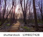 A forest pedestrian path in the forest of Nuns