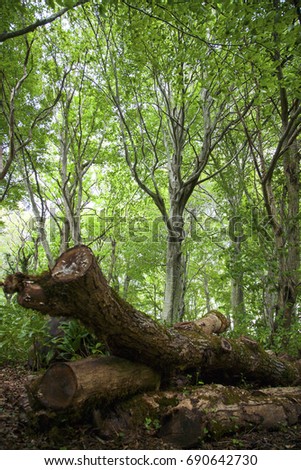 Similar – Image, Stock Photo Forest in spring