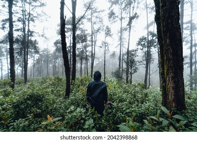 forest pine in asia,Road into the forest on a foggy day