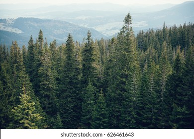 Forest Of Pine In The Mountains. Ukraine