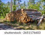 Forest pine and spruce trees. Log trunks pile, the logging timber wood industry