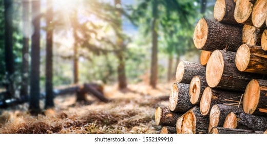 Лесные сосны и ели. Свая бревен, лесозаготовка древесины деревообрабатывающей промышленности. Широкий баннер или панорамные деревянные сундуки.
