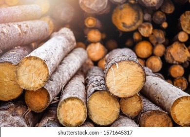 Forest pine and spruce trees. Log trunks pile,  the logging timber wood industry.