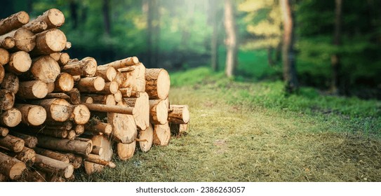 Forest pine and spruce trees. Log trunks pile, the logging timber wood industry. Wide banner or panorama wooden trunks. - Powered by Shutterstock - Get 15% off with code: PIKWIZARD15