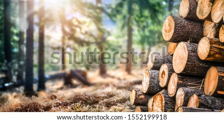 Forest pine and spruce trees. Log trunks pile,  the logging timber wood industry. Wide banner or panorama wooden trunks.