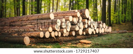 Forest pine and spruce trees. Log trunks pile, the logging timber wood industry. 