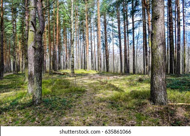 Forest Pine Tree On Spring Ground