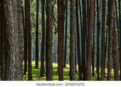 a forest of pine trees