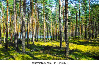 Pine 이미지, 스톡 사진 및 벡터 | Shutterstock