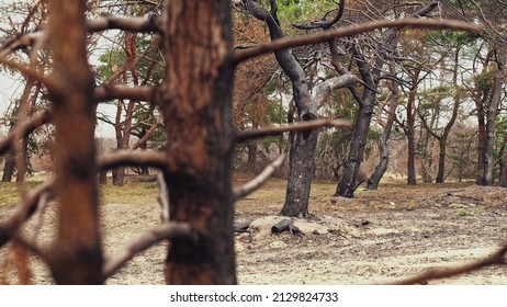 Forest Pine Trees With Burnt Bark Devastated By Wildfire Rack Focus