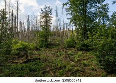 The Forest with Pine Trees at Eifel National Park in North Rhine-Westphalia, Germany on a Sunny Day