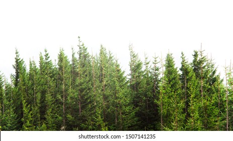 forest with pine trees isolated on white background
