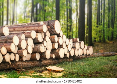 Forest pine trees log trunks felled by the logging timber industry. 