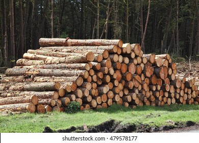 Forest Pine Trees Log Trunks Felled By The Logging Timber Industry