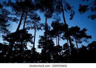 Forest with pine trees next to each other as silhouette with sky and clouds