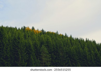 Forest with pine trees and one yellow tree