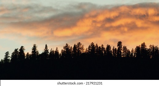 Forest pine trees silhouette against colorful clouds at sunset Flathead Indian Reservation,  Rocky Mountains, western Montana great background with room for text coniferous woodland woods environment