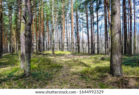 Forest pine trees in spring woods