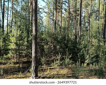 forest, pine trees, trunks, evening, sunbeams, branches, pine forest, even, mature, evening forest
